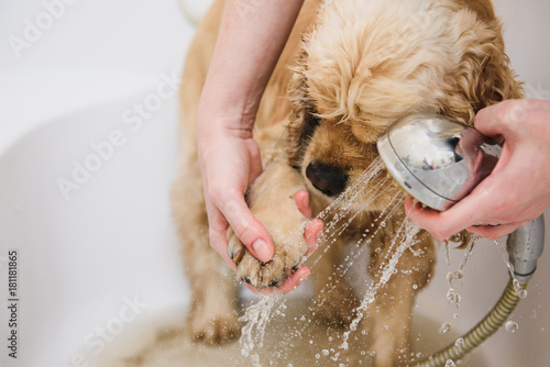 Slika na platnu Woman cleans a paw to a dog