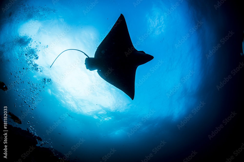 Eagle Ray Sting Ray Underwater in the Galapagos Islands, Eduador
