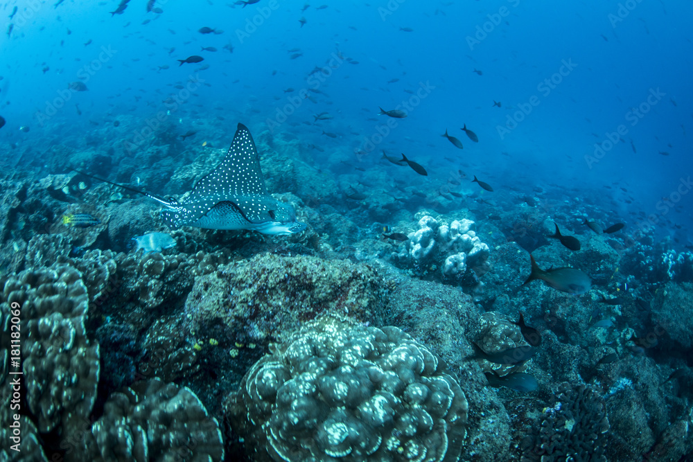 Fototapeta premium Eagle Ray Sting Ray Underwater in the Galapagos Islands, Eduador