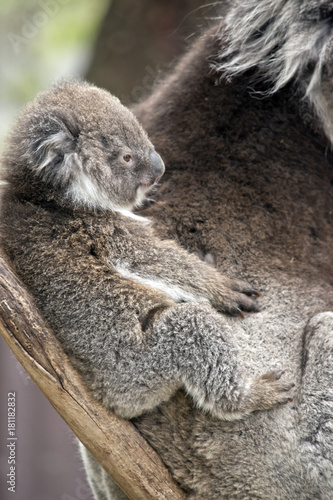 Fototapeta Naklejka Na Ścianę i Meble -  koala joey
