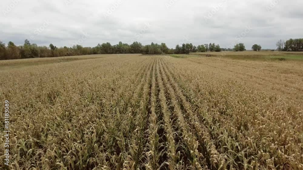 aerial view of the cornfield. average plan aerial view of the cornfield. average plan