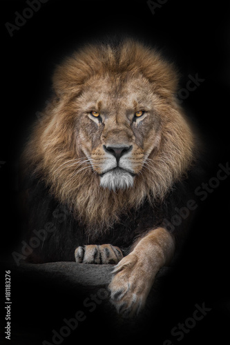 Lion - King