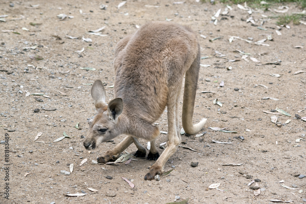 red kangaroo joey red kangaroo joey