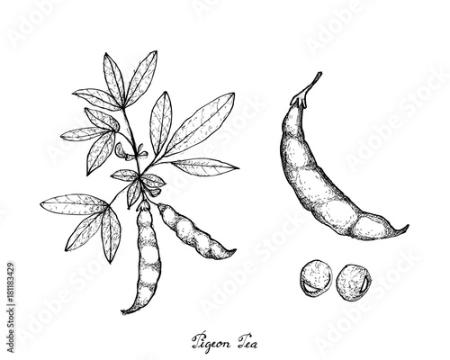 Hand Drawn of Pigeon Pea and Cajanus Cajan Plant