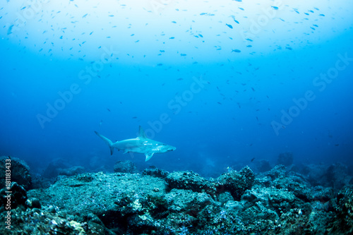 Hammerhead Sharks in Galapagos Islands