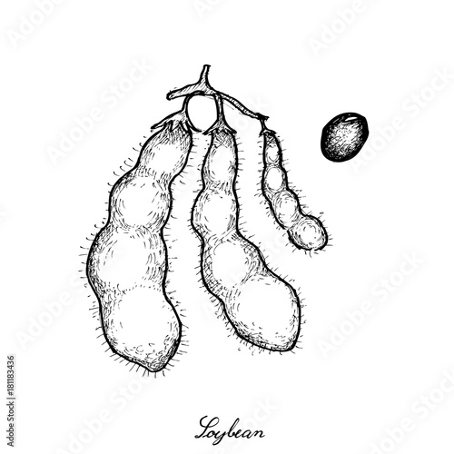 Hand Drawn of Delicious Fresh Green Soybeans