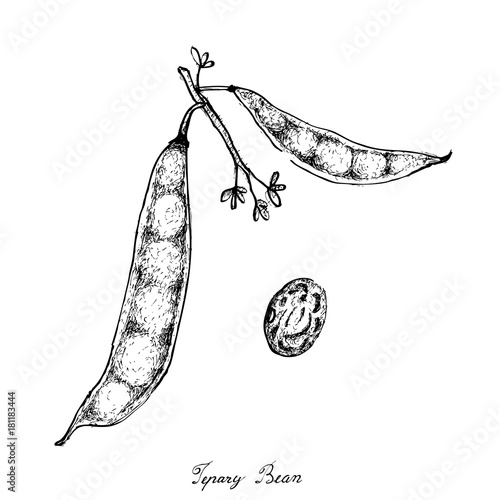 Schilderij op canvas Hand Drawn of Tepary Bean Podss on White Background