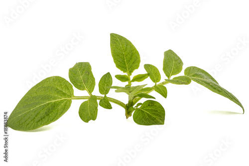 Leafs of potato, isolated on white background