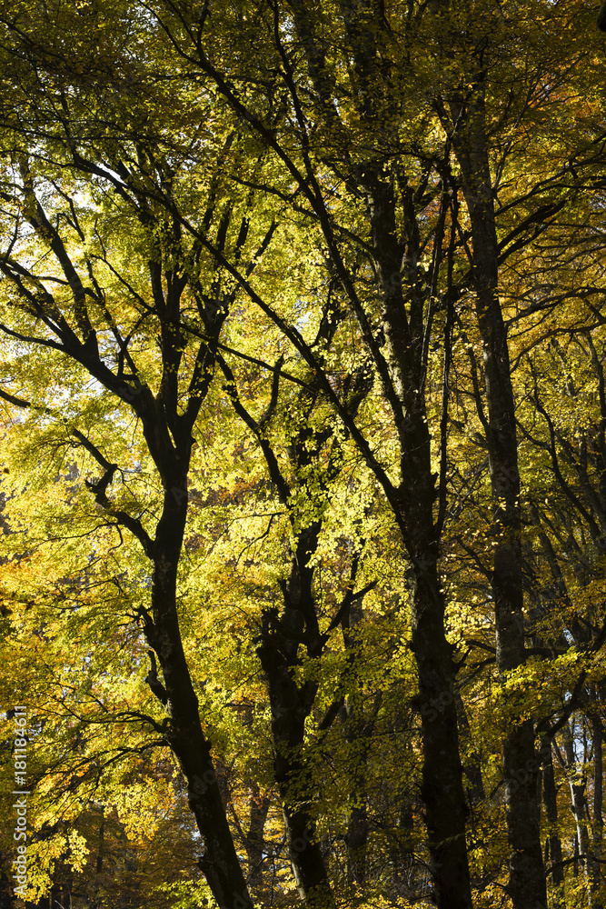 Beech forest in Autumn