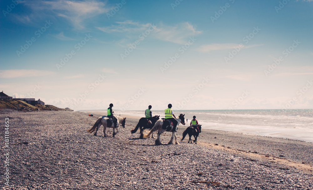 Horses on Beach on Sunny Day