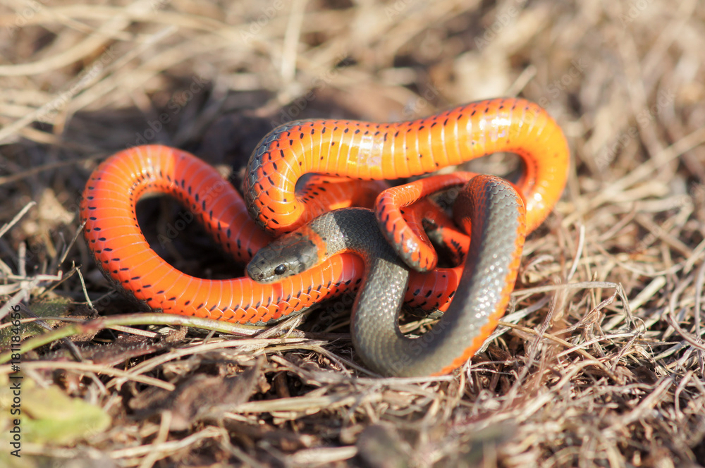 Monterey Ring-necked snake in a defensive posture. Big Sur, California, USA. Monterey Ring-necked snake in a defensive posture. Big Sur, California, USA.