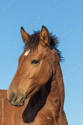 Fototapeta Naklejka Na Ścianę i Meble -  Portrait of a Wild Horse