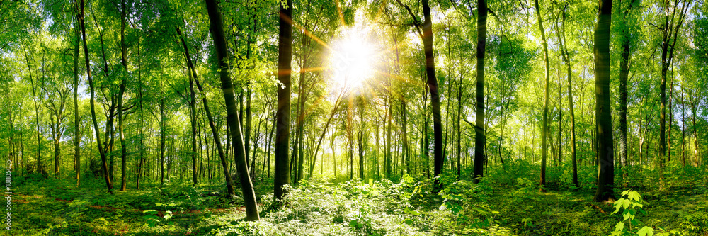 Naklejka premium Lasowa panorama z zielonymi drzewami i jaskrawym słońcem