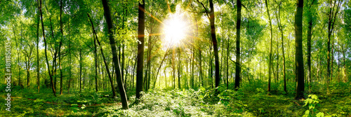 Forest panorama with green trees and bright sun