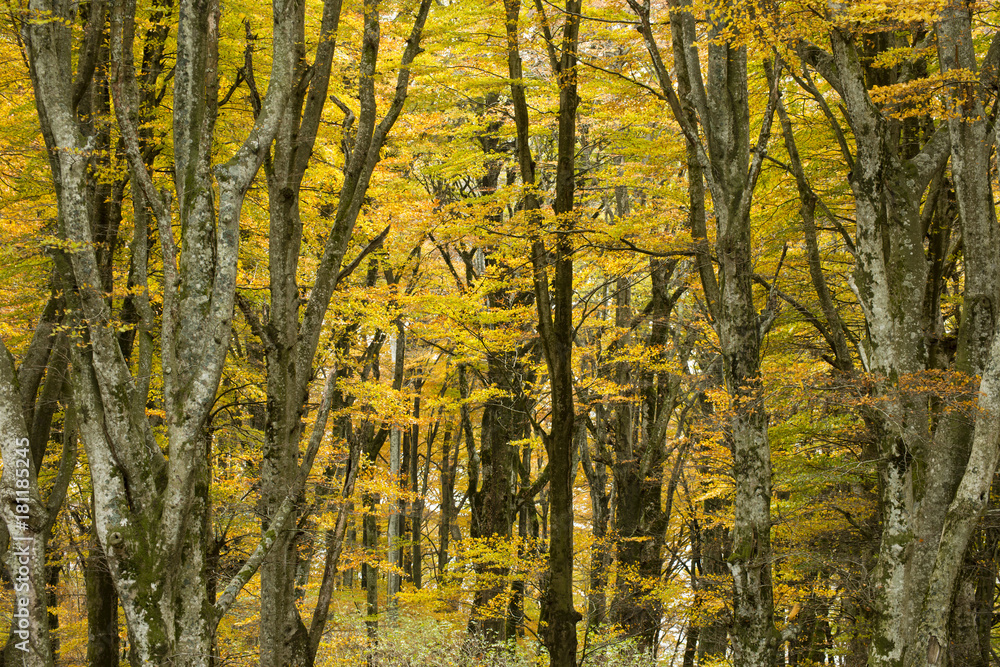 Obraz premium Beech forest in Autumn