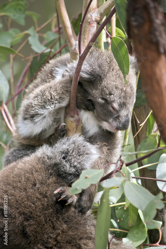Fototapeta Naklejka Na Ścianę i Meble -  koala and joey