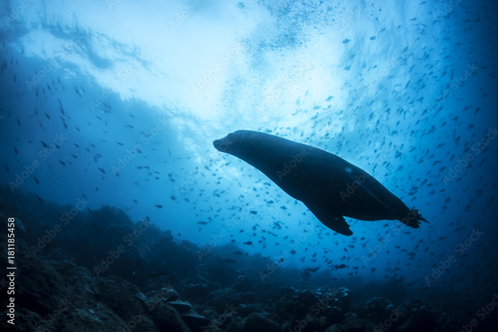 Naklejka premium Galapagos Islands Sea Lion Seal