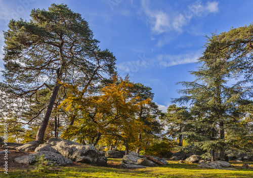 Autumn Scene in Fontainebleau Forest photo