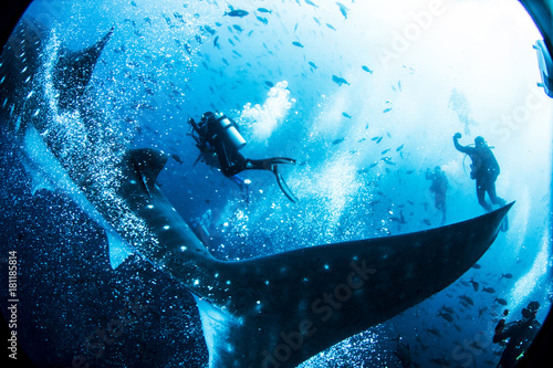 Whale Shark from the Galapagos Islands Ecuador SCUBA diving photo