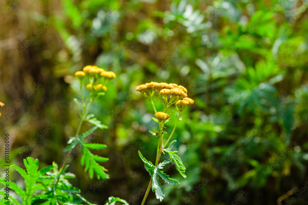 Flowers of the tansy plant (Tanacetum vulgare). Medicinal plant