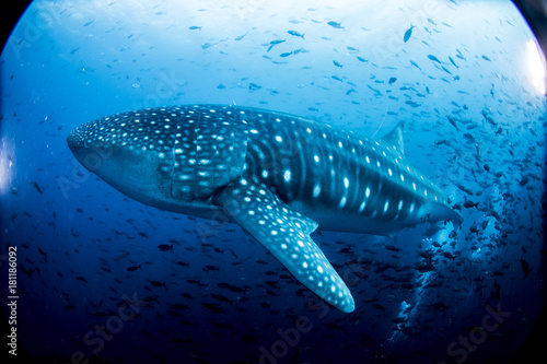 Whale Shark from the Galapagos Islands Ecuador SCUBA diving