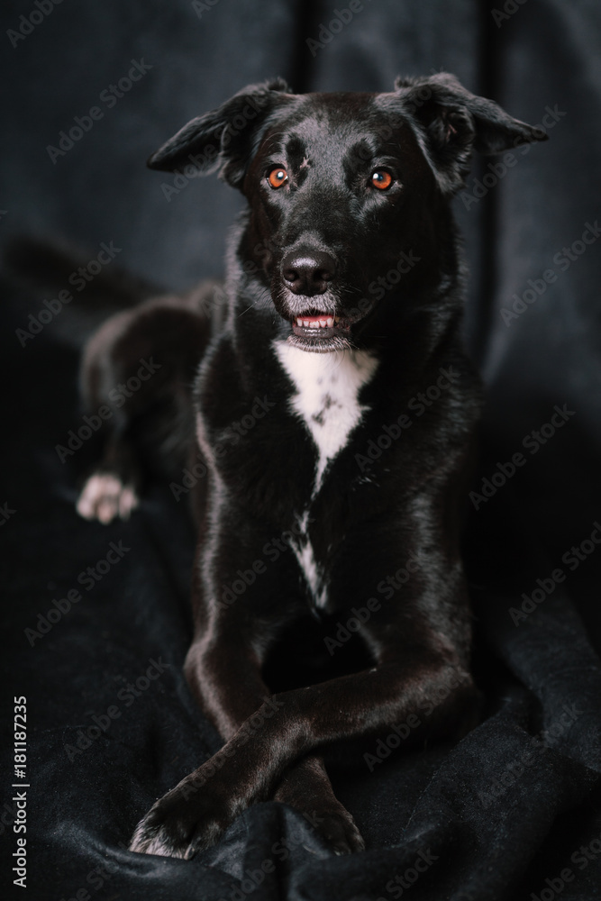Black dog is lying on the floor inside the house Black dog is lying on the floor inside the house