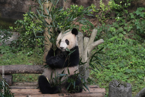 Fototapeta Naklejka Na Ścianę i Meble -  Giant Panda in Chongqing, China