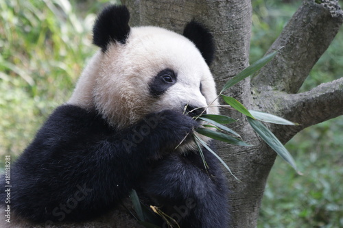 Fototapeta Naklejka Na Ścianę i Meble -  Fluffy Round Face Giant Panda, China