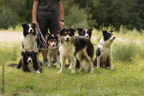 A pack of obedient dogs - Border Collies in all ages from the young dog to the senior