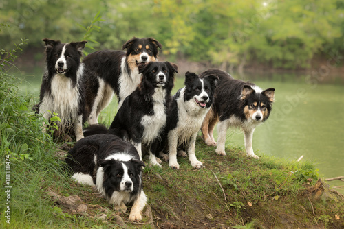 Wall Mural A pack of obedient dogs - Border Collies in all ages from the young dog to the s