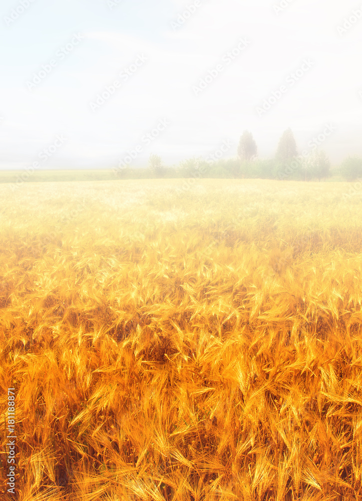 Fototapeta premium wheat field in the fog