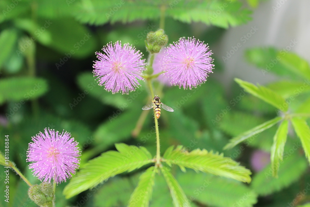 flower and bee flower and bee