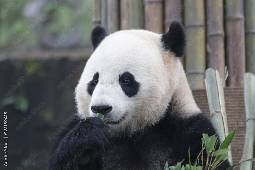 Fototapeta premium Giant Panda is Eating Bamboo Leaves