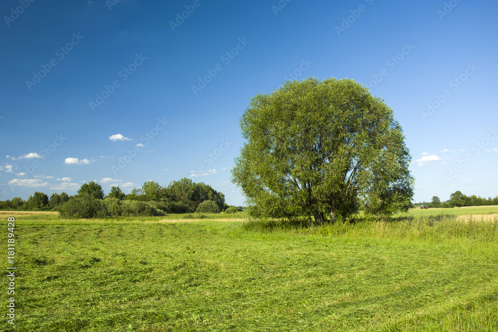 Naklejka premium Mown grass on a meadow and a large tree