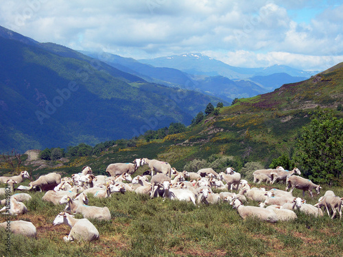 Sheep in the Pyrenees