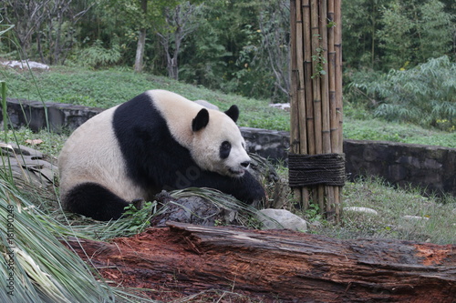 Fototapeta Naklejka Na Ścianę i Meble -  Famous Panda Name, Tai Chan.China Conservation and Research Center for the Giant Panda ( CCRCPG), Dujiangyan