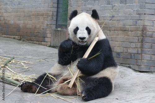 Fototapeta Naklejka Na Ścianę i Meble -  Giant Panda is eating Ba,boo, Dujiangyuan, China