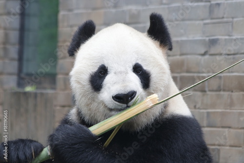 Fototapeta Naklejka Na Ścianę i Meble -  Giant Panda is eating Ba,boo, Dujiangyuan, China
