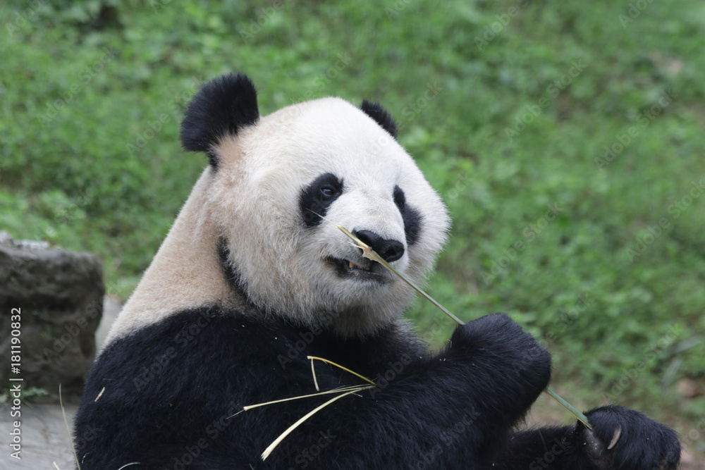 Fototapeta premium Giant Panda is eating Ba,boo, Dujiangyuan, China