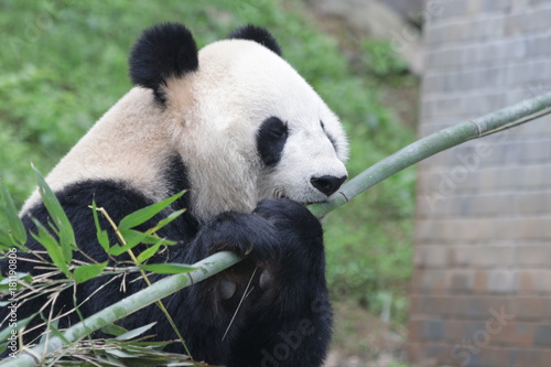 Fototapeta Naklejka Na Ścianę i Meble -  Giant Panda is eating Ba,boo, Dujiangyuan, China