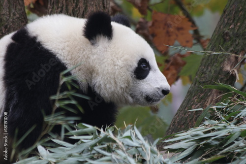 Fototapeta Naklejka Na Ścianę i Meble -  Giant Panda Cub in China