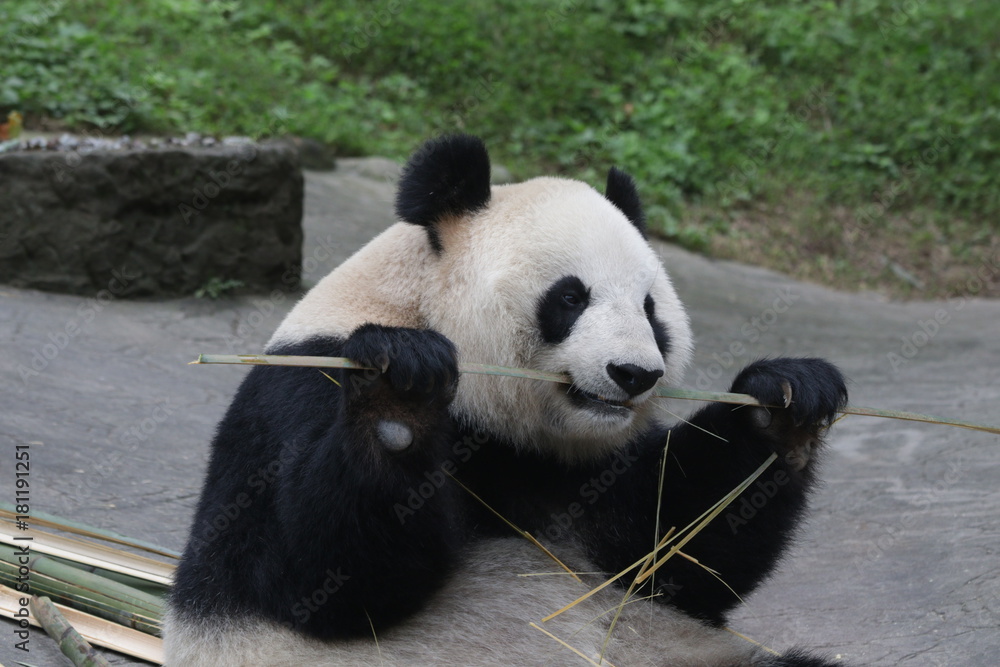 Giant Panda Cub Eats Bamboo, China Giant Panda Cub Eats Bamboo, China