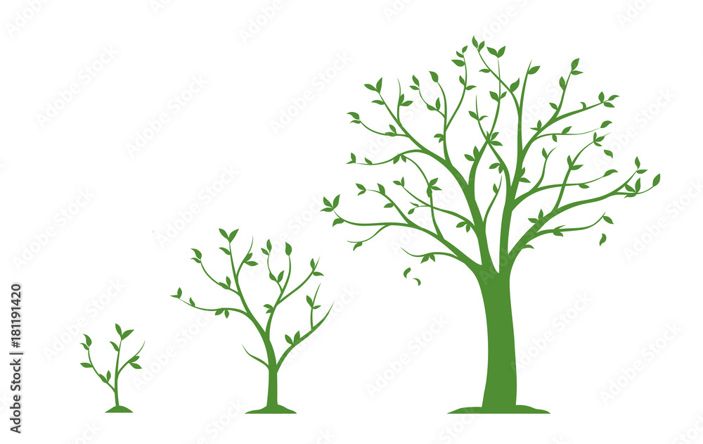 Fototapeta premium Three stages of growing tree - flat vector illustration