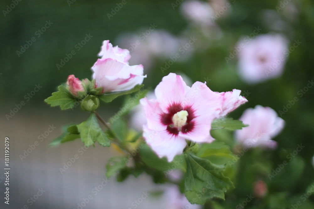 Obraz premium Fleur d'Altéa