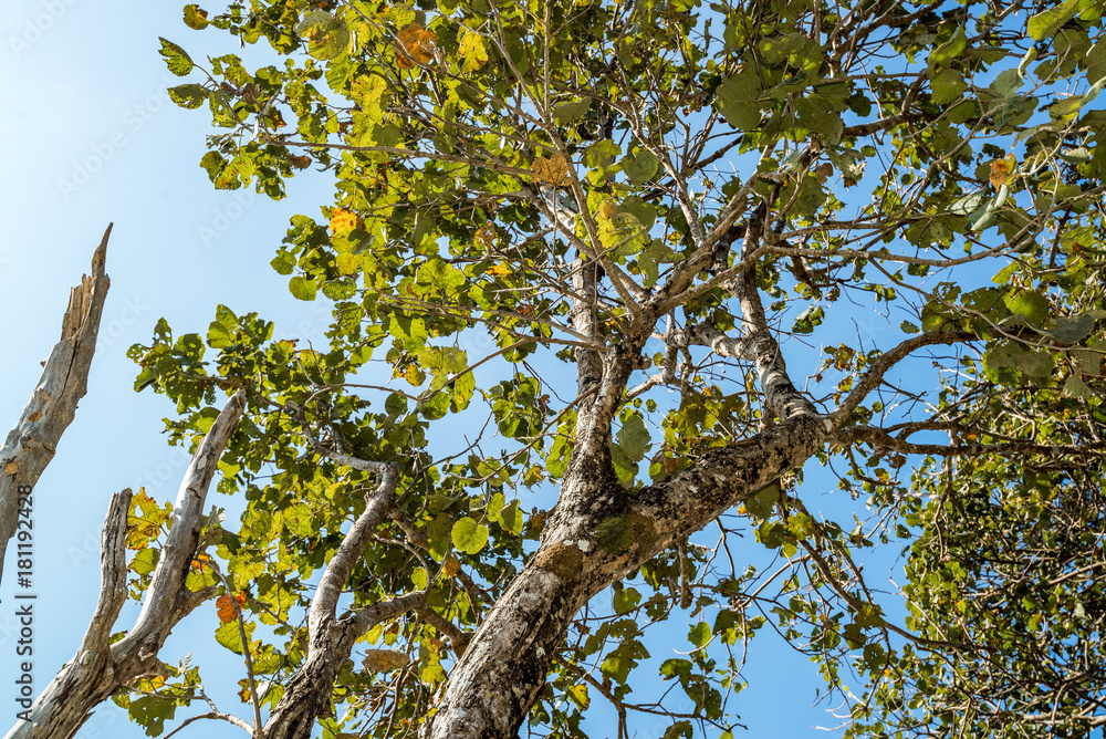 Fototapeta premium Trunk Tree with a branch and leaf in front of clear sky