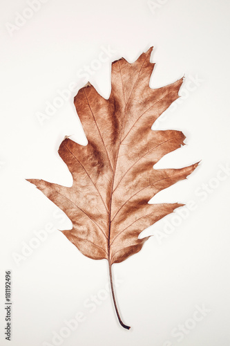 Autumn maple leaf. Fashion stylized dry and shiny autumn maple leaf