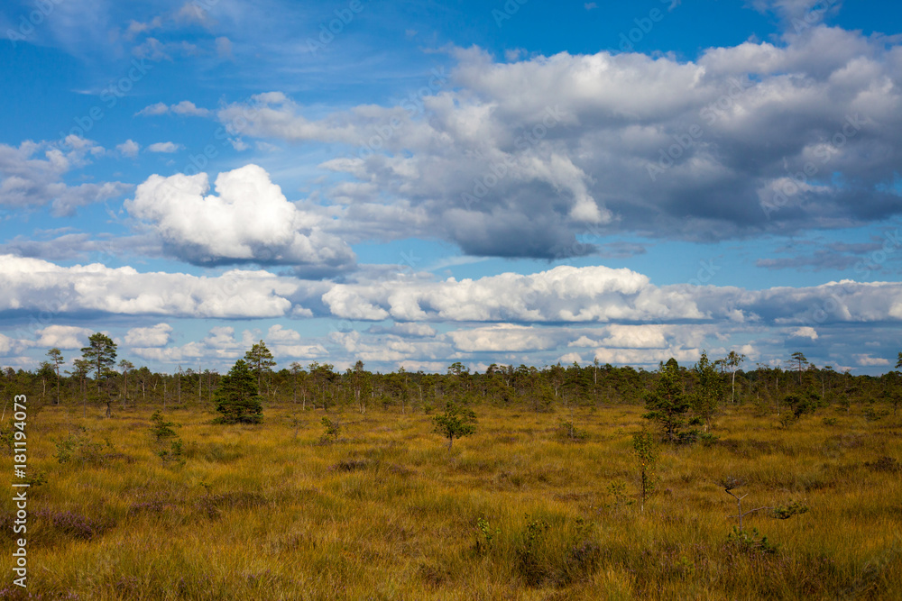 Summer grass field on swamp with amazing cloudscape in Nigula nature reserve, Estonia