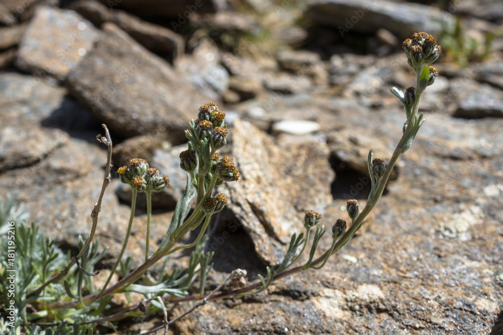 Le Génépi - Fleur Alpine