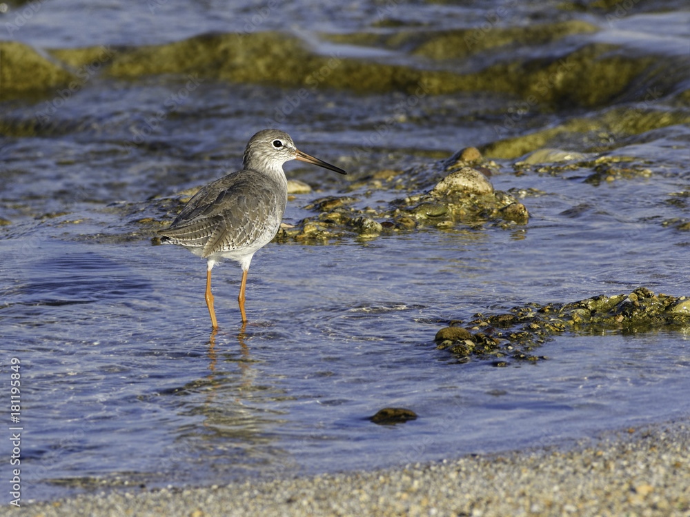 Common Redshank Foraging on Sea Shore Common Redshank Foraging on Sea Shore