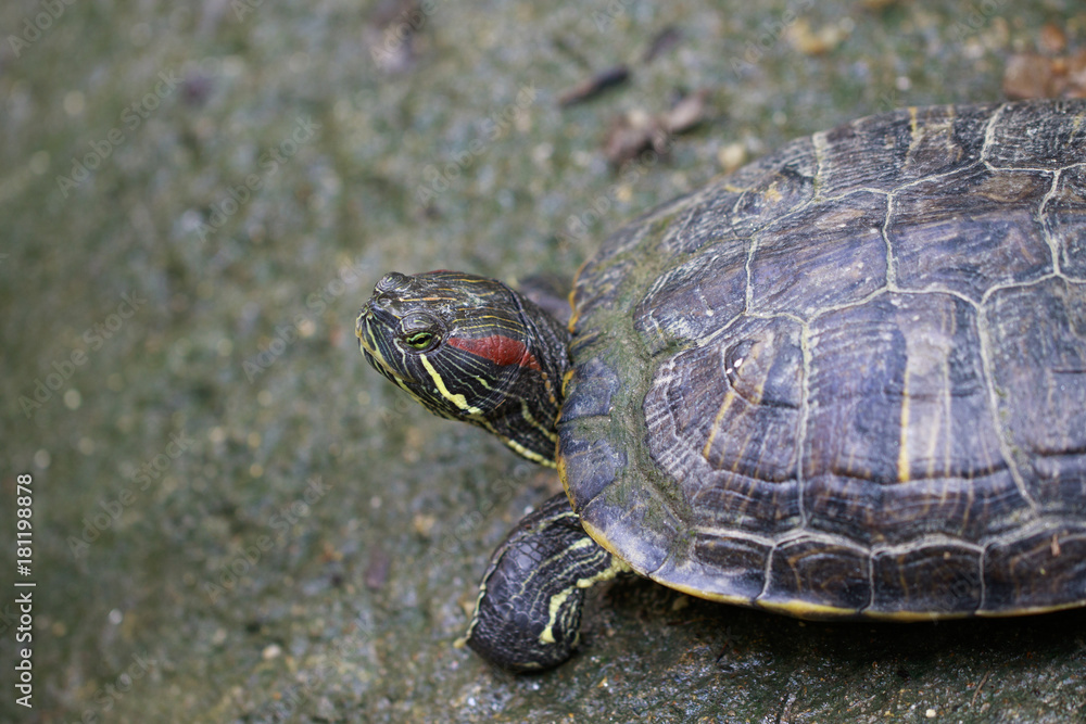 Image of Red-eared slider Turtle (Trachemys scripta elegans) on the floor. Reptile. Animals. Image of Red-eared slider Turtle (Trachemys scripta elegans) on the floor. Reptile. Animals.